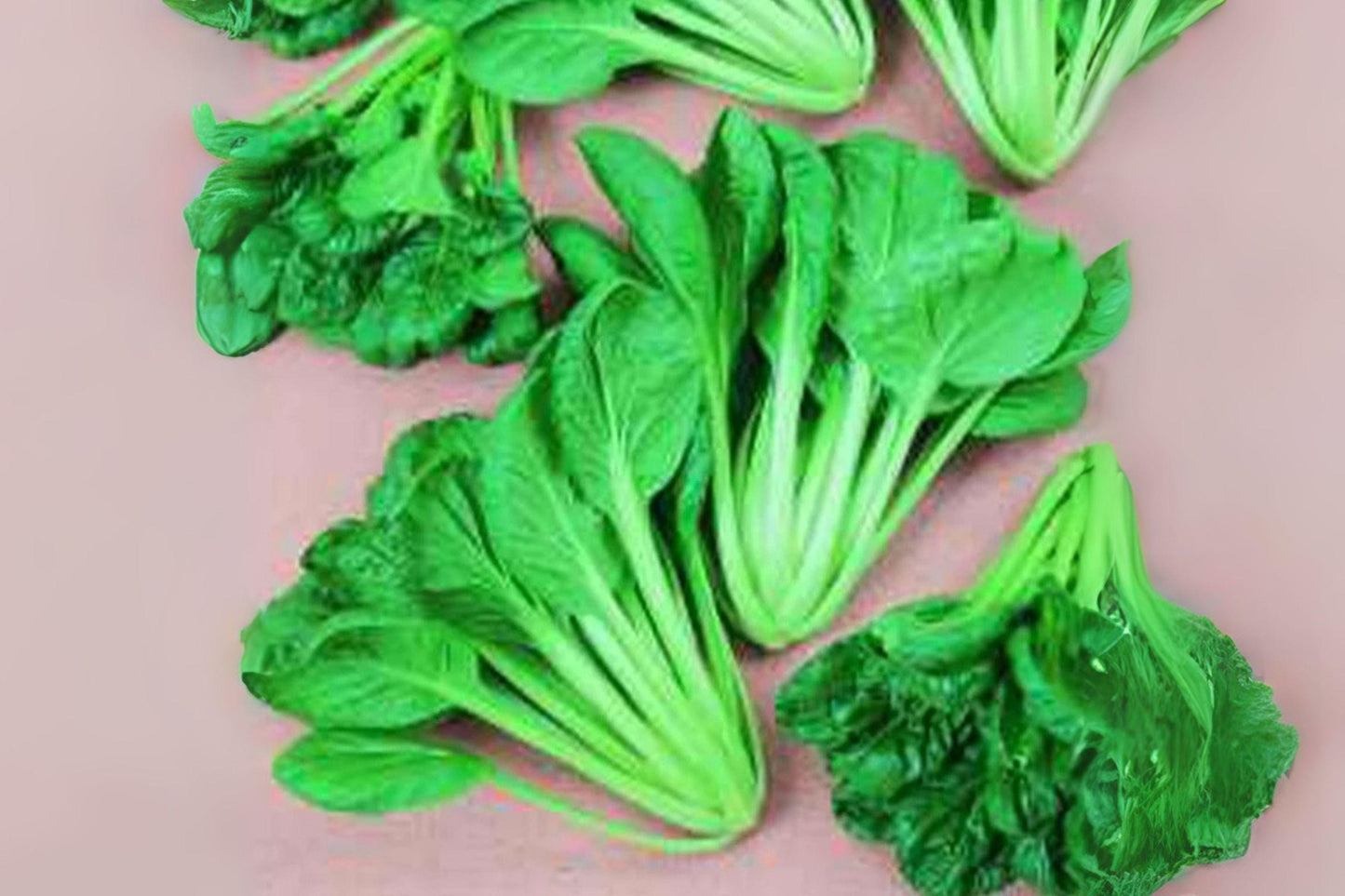 Tatsoi Seeds: Asian Heirloom Leafy Green, Baby Bok Choy - 250 Seeds