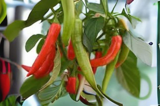 250mg Seeds Pepperoncini Italian Sweet Pepper | Heirloom Garden Seeds