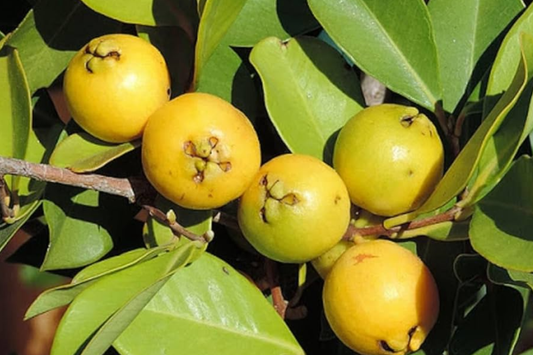 Strawberry Yellow Guava (Psidium littorale var. lucidum) 1’-2’ Live Tropical Tree | Sweet & Aromatic Fruit for Gardens