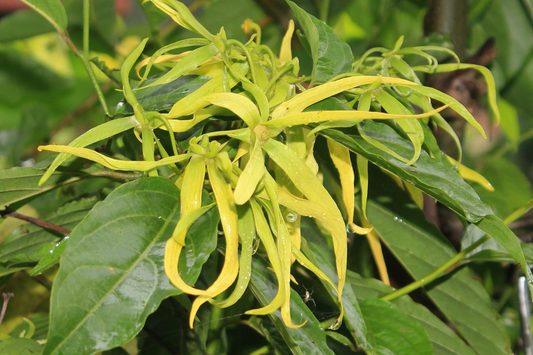 Ylang Ylang Live Tree (Cananga odorata) 1’-2’ Tall | Fragrant Tropical Beauty for Gardens | Aromatic Star-Shaped Flowers