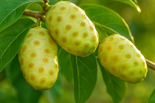 Noni Fruit Tree 6"-12" (Morinda citrifolia) - Live Starter Plant | Tropical Medicinal Tree with Nutrient-Rich Fruits