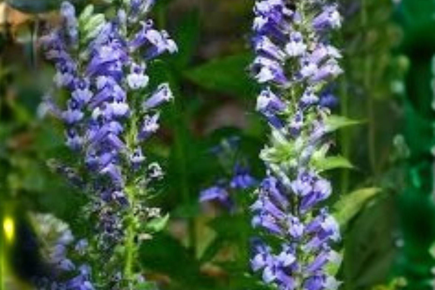 500 Seeds Lobelia siphilitica — Great Blue Lobelia, Native Blue Flower for Wet Gardens