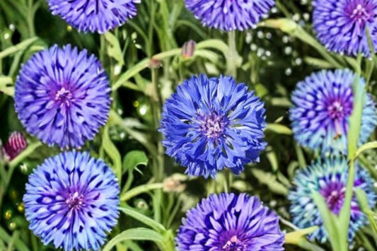 100 Blue Bachelors Button Seeds – Centaurea cyanus – Cornflower – Annual Blue Wildflower