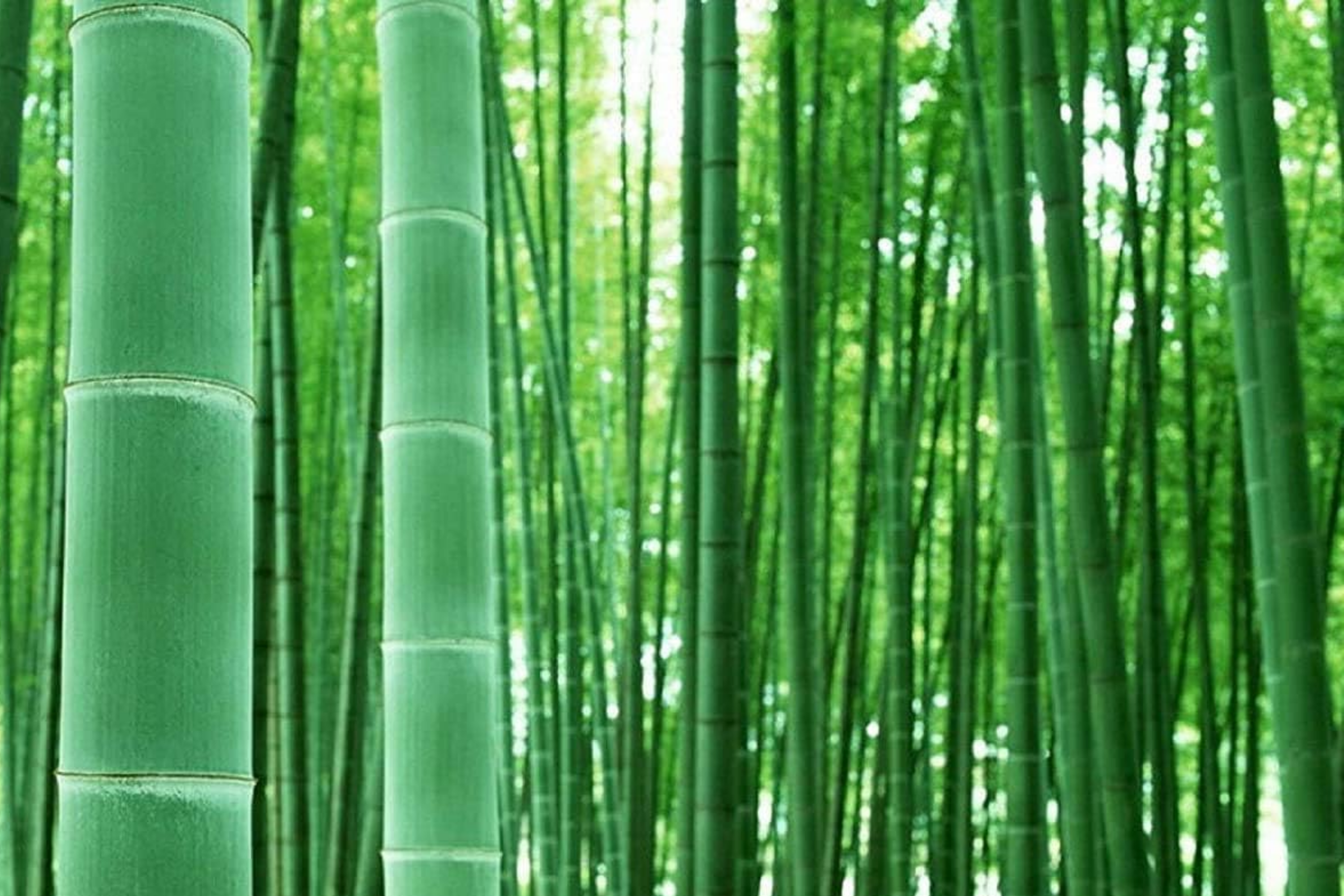 Bambur Tree 1 Bamboo Plant 12″-24″ - Live Bambusa vulgaris | Vibrant Tree for ...