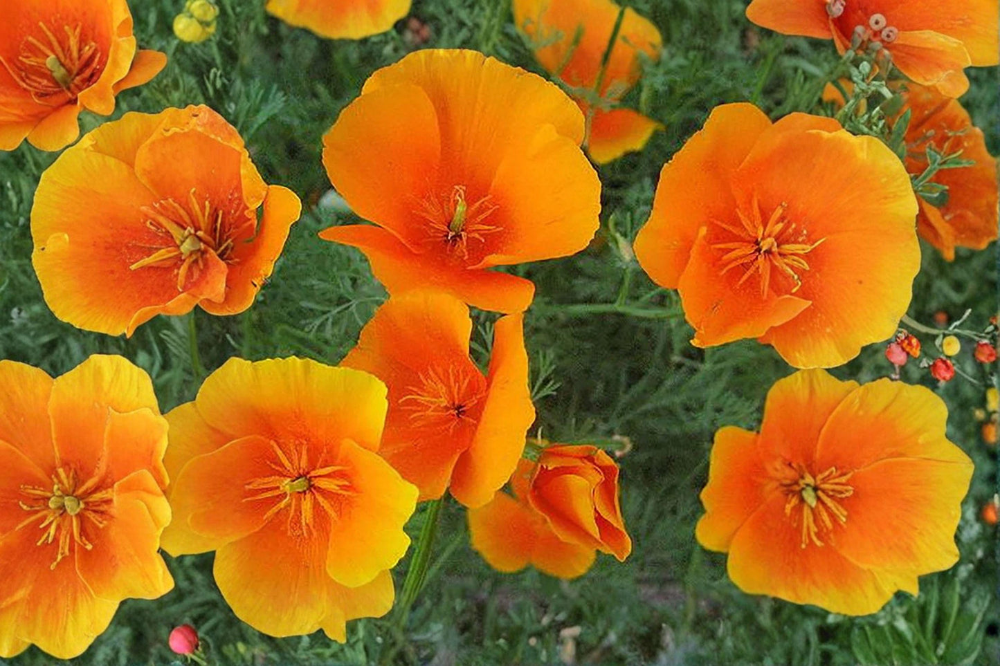 50 California Poppy Seeds – Eschscholzia californica – Native Wildflower – Drought Tolerant – Orange Blooms