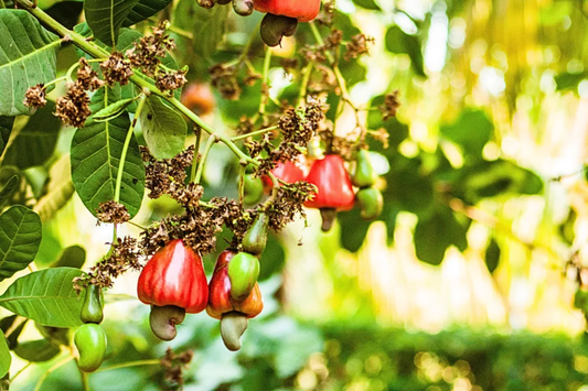 Cashew Nut Tree 12"-18" - Live Anacardium occidentale Tree | Tropical Nut & Fruit Tree for Gardens | Starter Plant