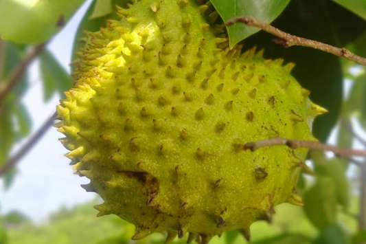 Golden Yellow Soursop Tree - Live Annona muricata 10"-20" | Tropical Fruit Tree for Juicy, Nutritious Fruit