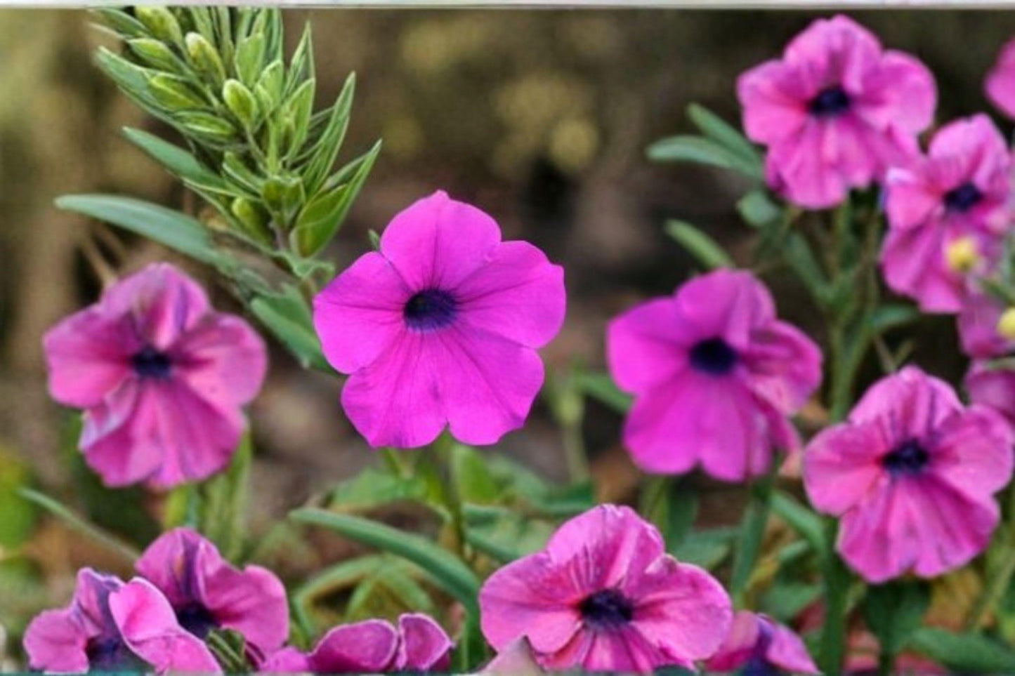 100 Shanin Wild Petunia Seeds – Petunia violacea – Purple Annual Flower – Cottage Garden