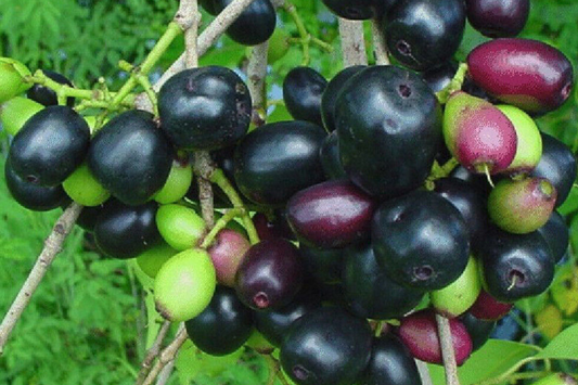 Black Java Plum Tree - Live Syzygium cumini 1’-2’ Tall | Tropical Fruit Tree | Nutritious Plum for Culinary & Medicinal Use