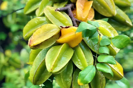 Big Carambola Grafted Tree - Live Averrhoa carambola 2"²-3"² Tall | Tropical Starfruit Tree | Sweet-Tart Fruit & Decorative Appeal