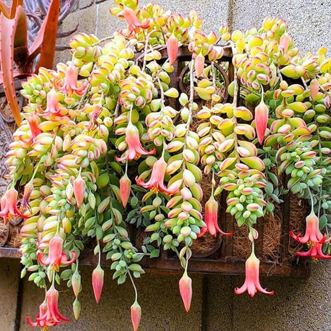 4 Unrooted Cotyledon Pendens Succulent Cuttings – Rare Cliff Cotyledon Trailing Plant for Hanging Baskets, Terrariums, Propagation