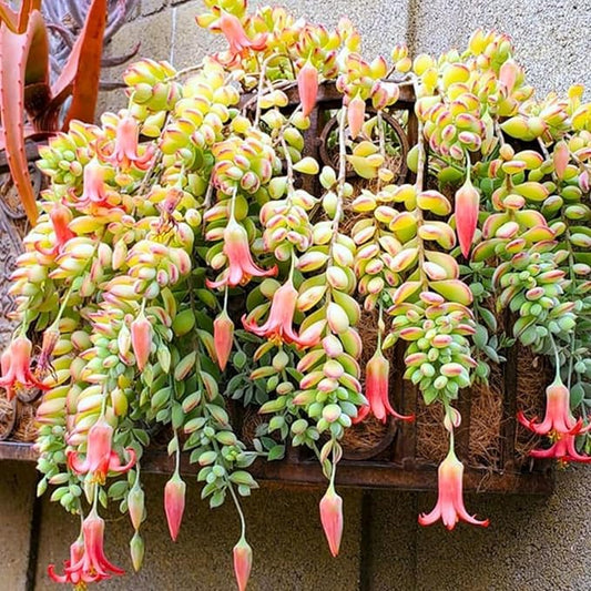 4 Unrooted Cotyledon Pendens Succulent Cuttings – Rare Cliff Cotyledon Trailing Plant for Hanging Baskets, Terrariums, Propagation