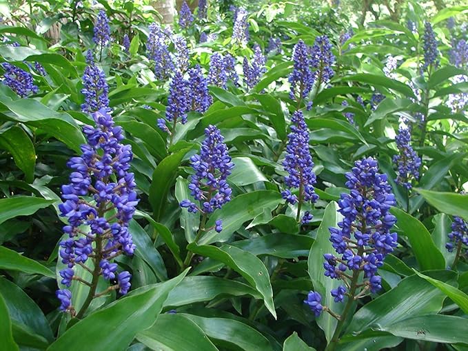 Blue Ginger Plant Cuttings 8pcs | Hawaii-Grown Dichorisandra thyrsiflora | Tropical Live Plants | Rare Blue Flowers | Rooting Stock