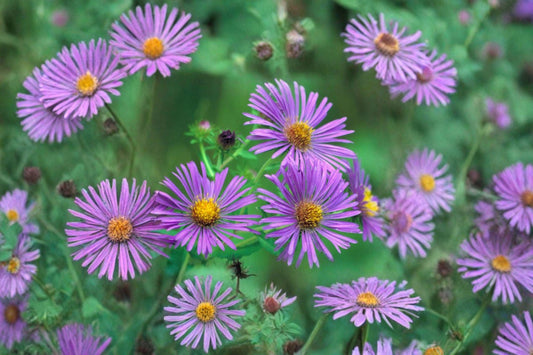 100 New England Aster Seeds – Symphyotrichum novae angliae – Native Wildflower