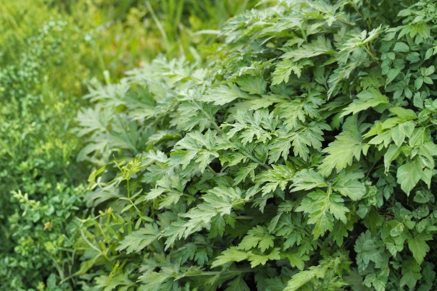 Yomogi Mugwort Herb Seeds - Artemisia princeps - Aromatic Perennial