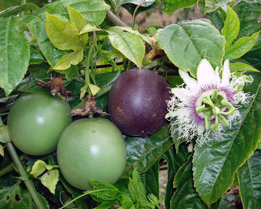 1 Purple Possum Passion Fruit (Passiflora edulis) | Bare Root Live Plant | Hardy Vine | Tropical Edible Fruit | Pollinator Friendly