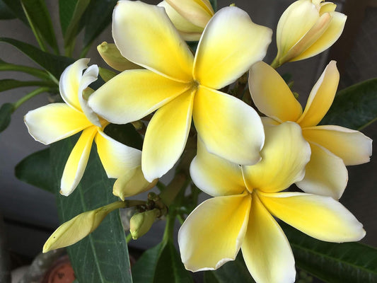 1 Yellow Hawaiian Plumeria Cutting | 9–12” Unrooted Stem | Fragrant Tropical Frangipani | Flowering Garden Starter Plant