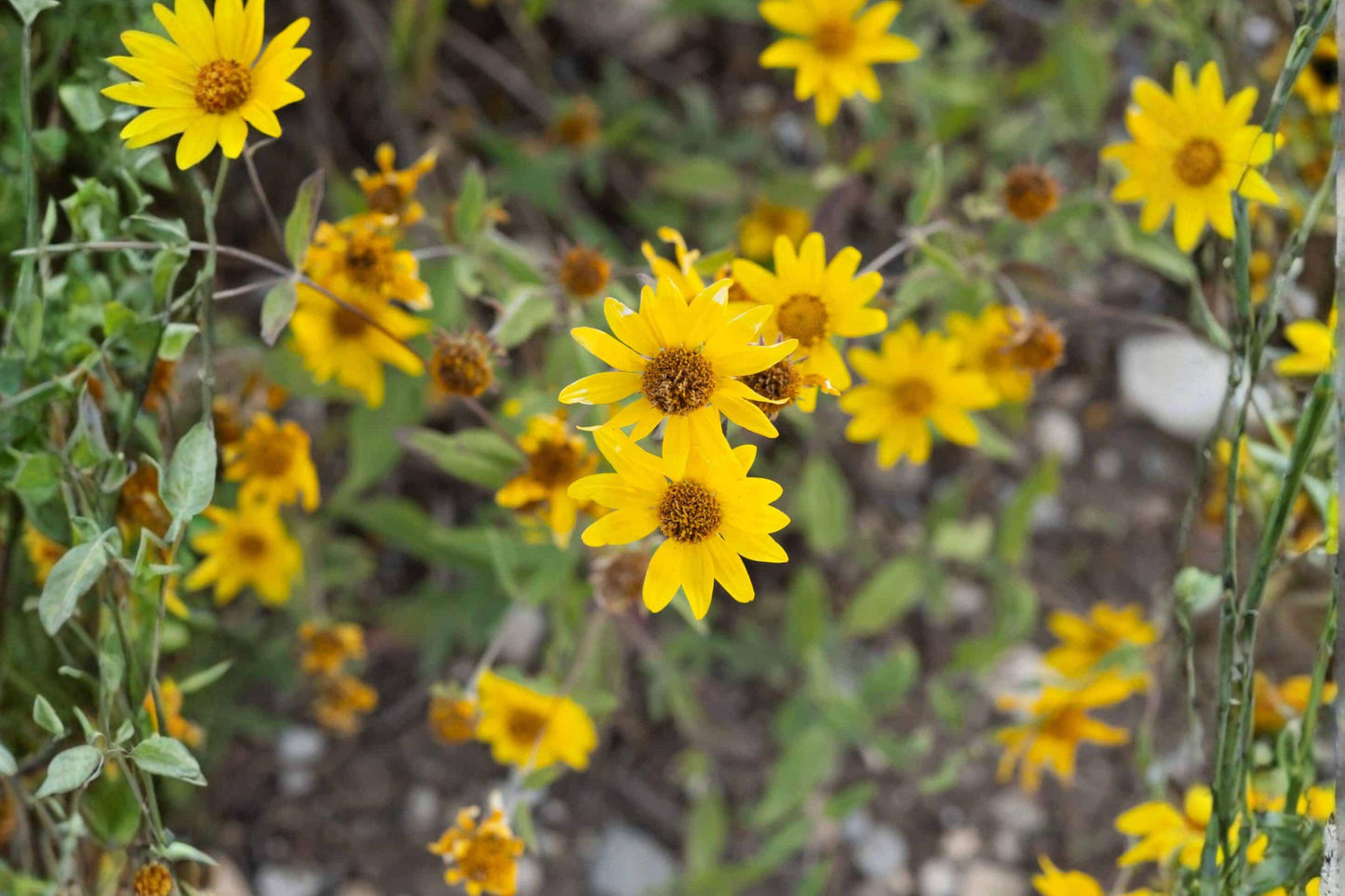 100 Showy Goldeneye Seeds – Heliomeris multiflora – Native Wildflower – Drought Tolerant – Yellow Blooms