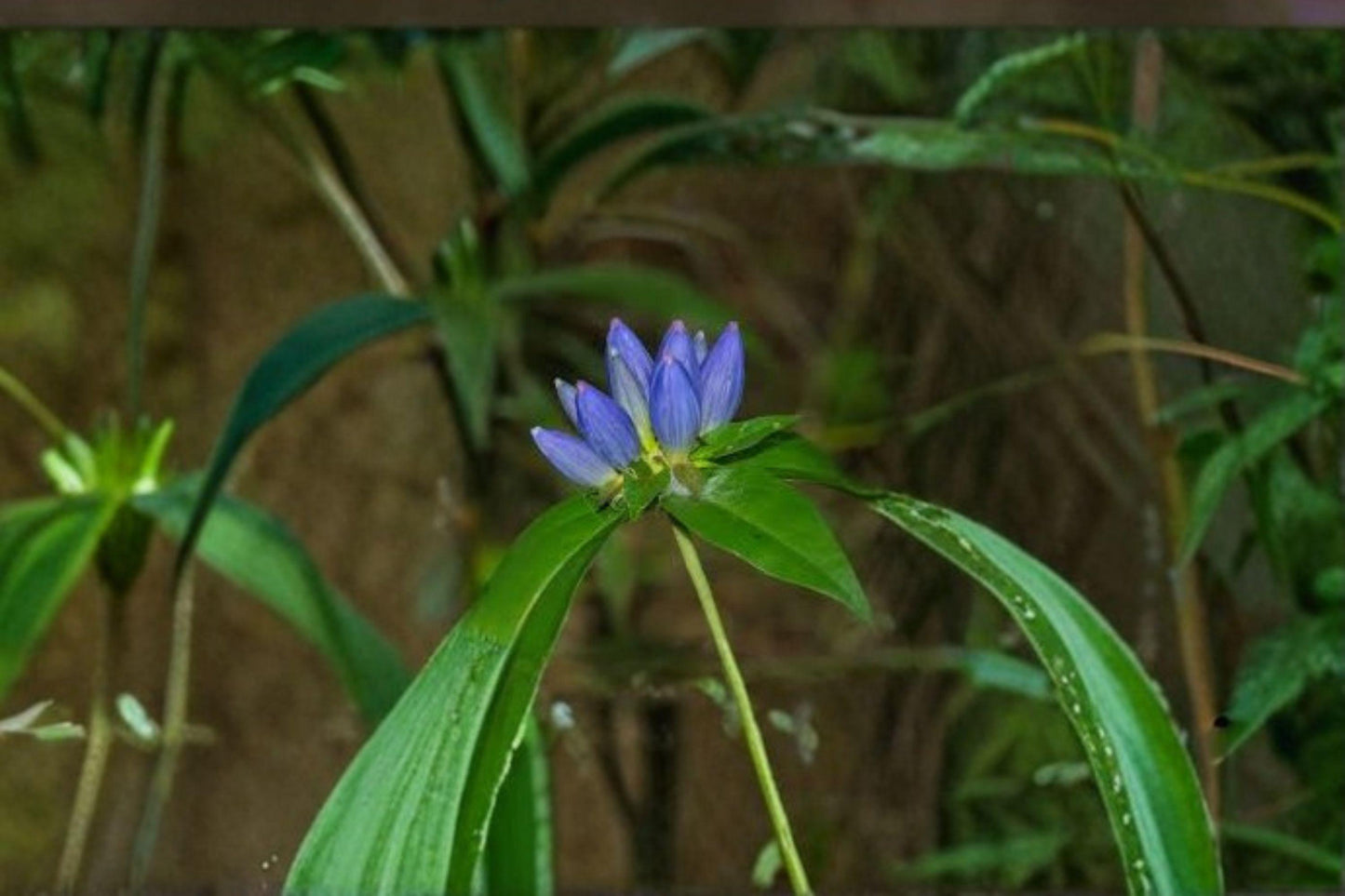 100 Bottle Gentian Seeds – Gentiana andrewsii – Native Blue Wildflower – Shade Garden