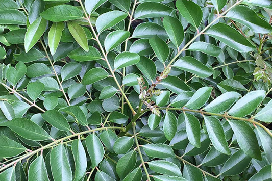 Curry Tree - Live Murraya koenigii Plant 1’-2’ Tall | Culinary Herb Tree | Compact Growth for Indoors & Gardens