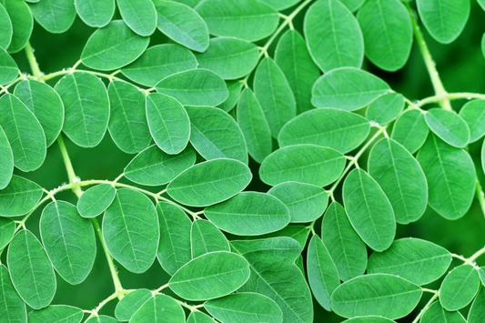 Moringa Tree Starter Plant - Live Miracle Tree 3’-4’ Tall | Highly Nutritious Superfood | Easy Care & Fast Growing for Gardens