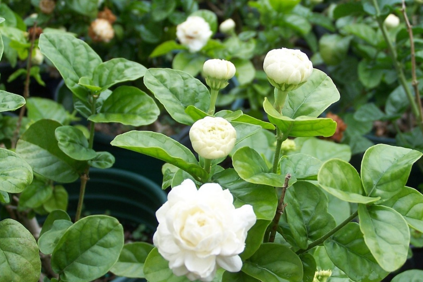 1 Starter Plant of Grand Duke of Tuscany Jasmine  - Live Bare Root, 2-5 Inches Tall - Super Fragrant Flowers for Indoor or Outdoor Gardens