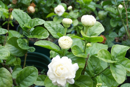 1 Starter Plant of Grand Duke of Tuscany Jasmine  - Live Bare Root, 2-5 Inches Tall - Super Fragrant Flowers for Indoor or Outdoor Gardens