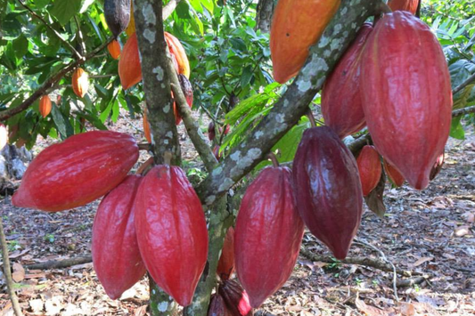 Cacao Tree Starter Plant - Live Tropical Fruit Tree (Theobroma cacao) | Forastero Variety | 1’-2’