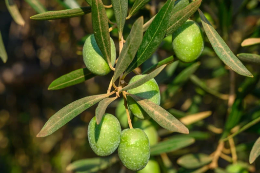 Olive Tree Starter Plant - Live Fruit Tree (Olea europaea) | Hardy Mediterranean Herb | Mature 20-30 feet tall