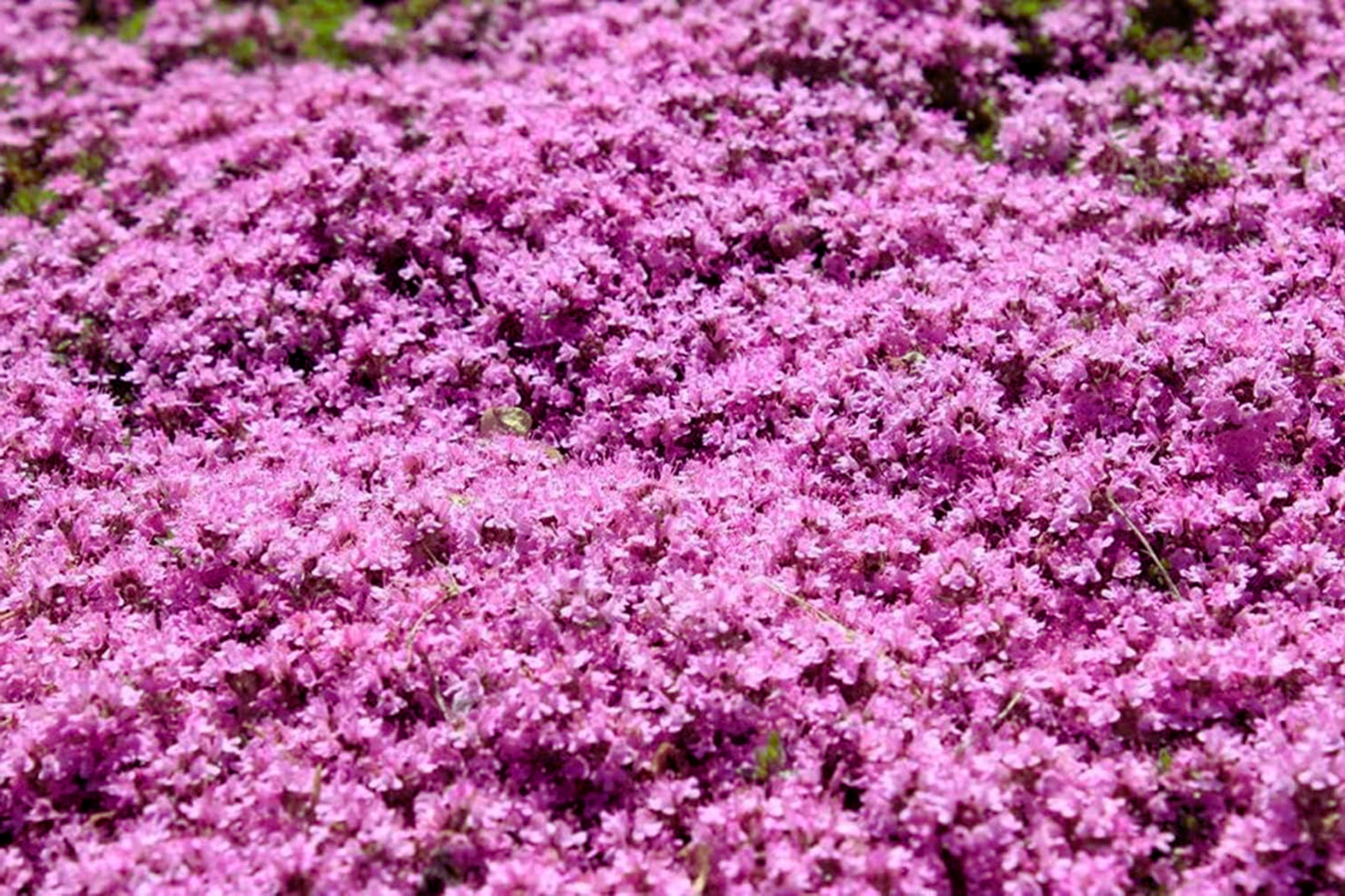 Creeping Thyme Seeds | Bulk Non-GMO Pink Groundcover Seeds | Thymus serpyllum