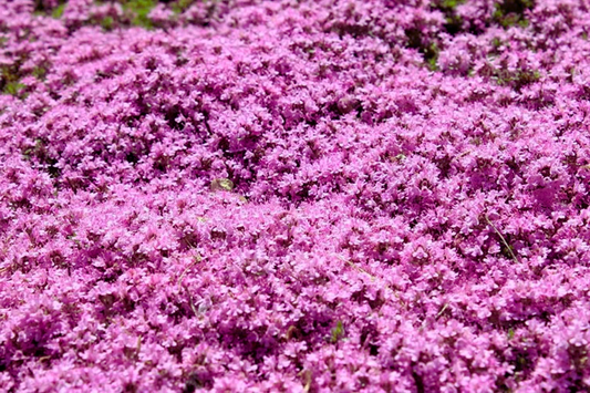 Creeping Thyme Seeds | Bulk Non-GMO Pink Groundcover Seeds | Thymus serpyllum