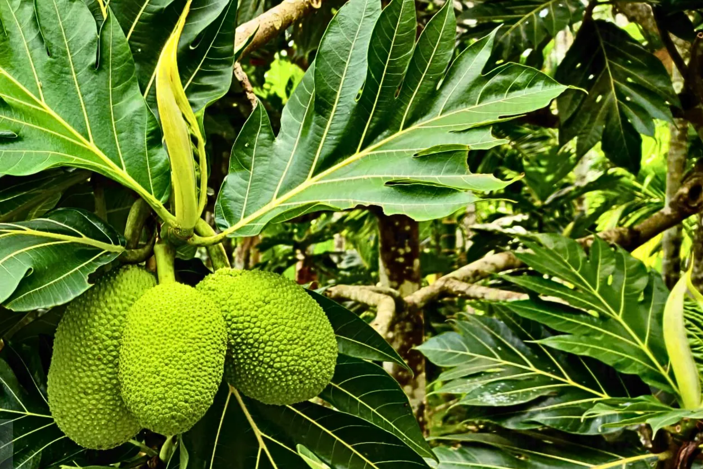 Grafted Breadfruit Tree (Artocarpus altilis) – Tropical Live Fruit Tree, 3′-4′ Tall, Fast Yield & High-Quality Fruit