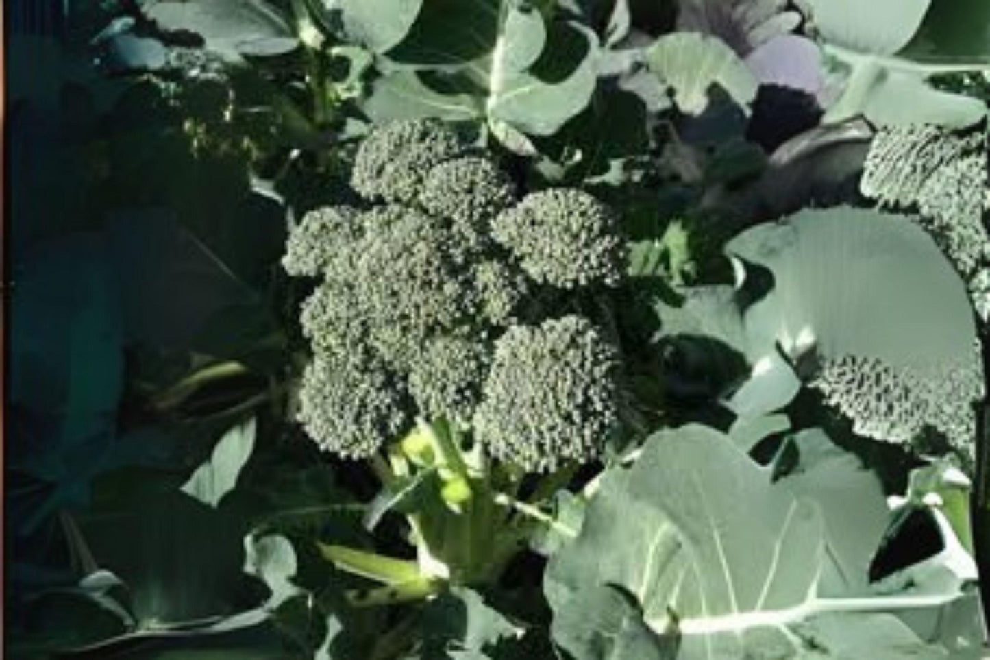 300 Calabrese Broccoli Seeds: Heirloom Green Sprouting Variety