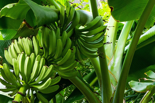 Plantain Starter Plant - Musa x paradisiaca Live Tropical Fruit Tree 1’-2’, Ideal for Growing Fresh, Nutritious, and Versatile Fruit at Home