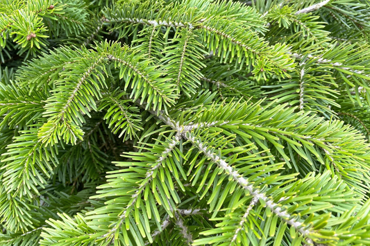 30 Seeds Abies Balsamea | Lake State Balsam Fir Seeds for Planting | Hardy Evergreen Tree | Fragrant Needles | Native Christmas Tree