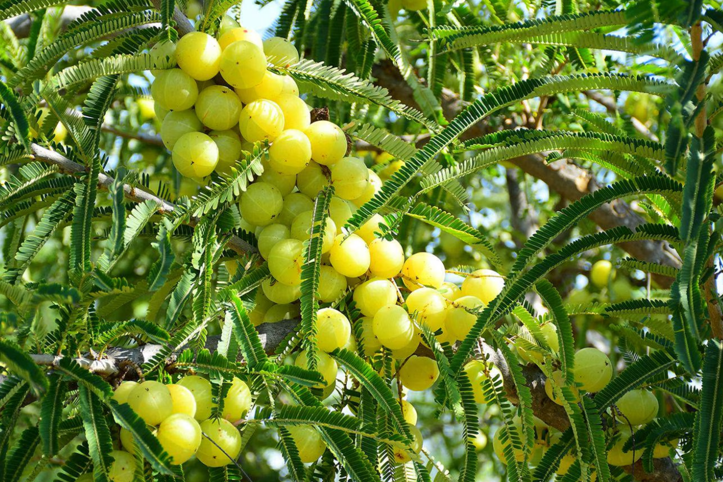Otaheite Gooseberry Starter Plant - Phyllanthus acidus 1’-2" | Tropical Fruit Tree for Garden