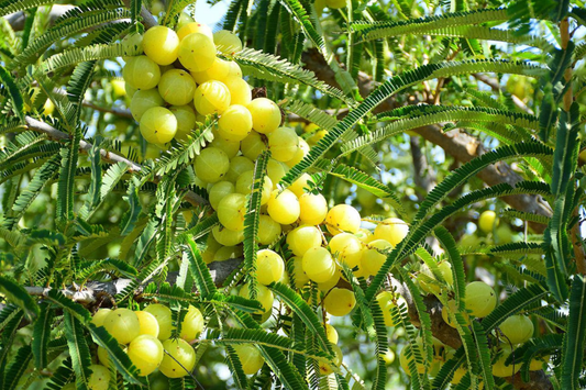 Otaheite Gooseberry Starter Plant - Phyllanthus acidus 1’-2" | Tropical Fruit Tree for Garden
