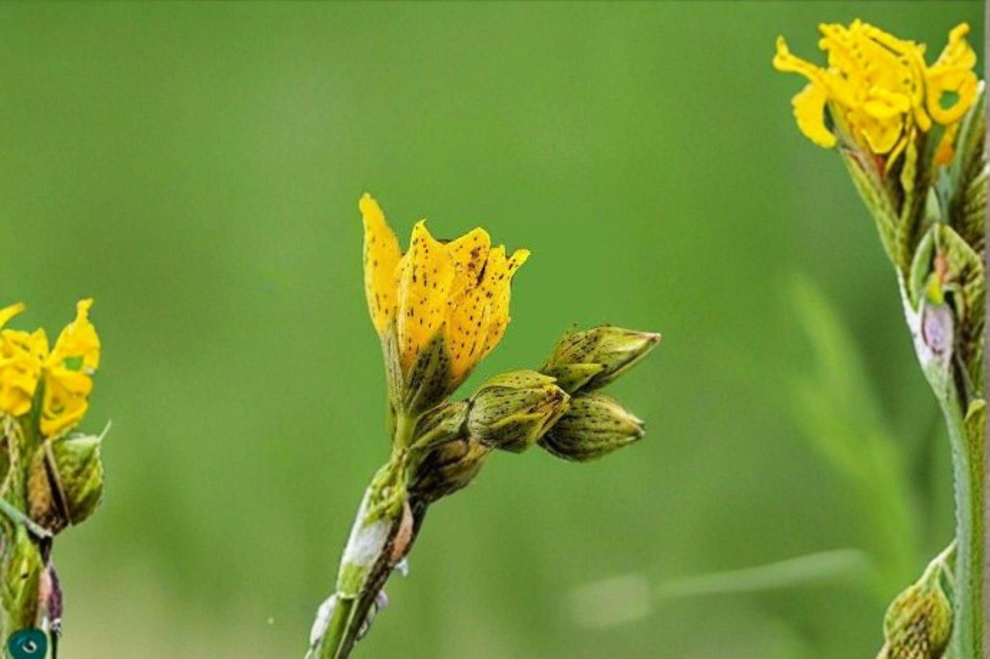 Dotted St. John’s Wort Seeds: Hypericum Punctatum, Native Wildflower