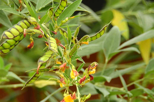 Pigeon Pea Starter Plant - Cajanus cajan 12"-24" | Tropical, Nutritious Legume for Garden
