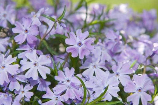 100+ Blue Emerald Creeping Phlox Seeds – Ground Cover Flowers, USA Grown, Vibrant Blooming Garden Starter –