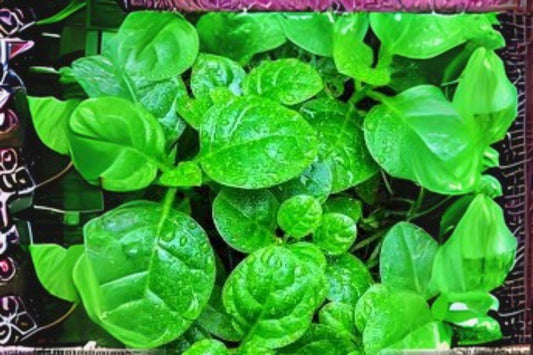 500mg Seeds Malabar Spinach Green Vines Supreme | Heat-Loving Climbing Leafy Green for Home Garden