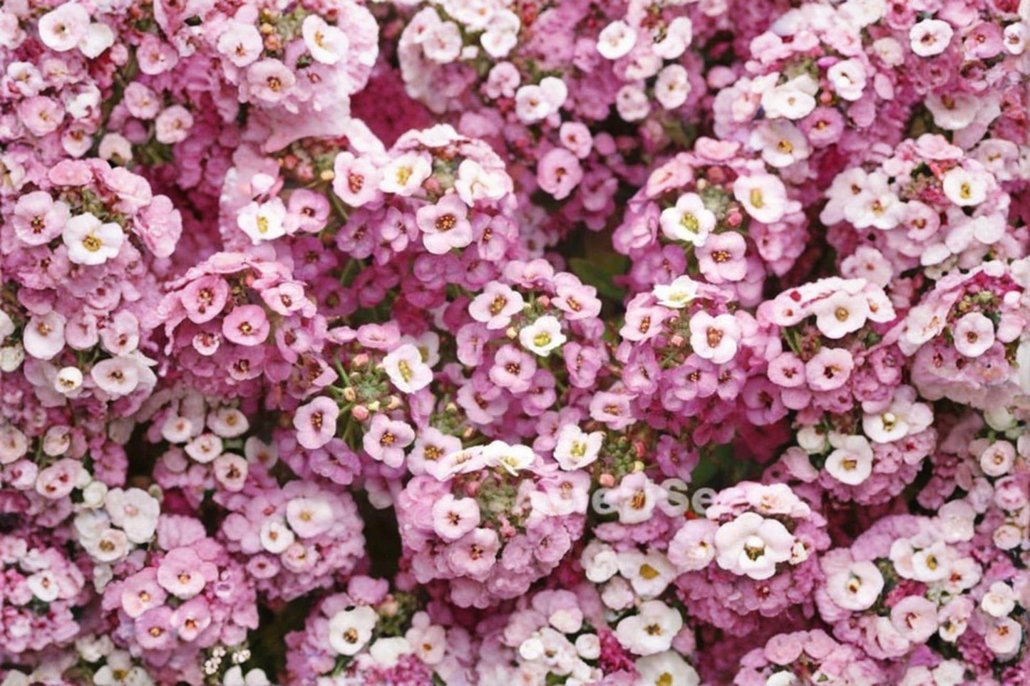 100 Pink Sweet Alyssum Seeds – Lobularia maritima – Dwarf Fragrant Border Flower