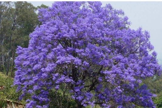 Jacaranda Blue Flamboyant Tree (Jacaranda Mimosifolia) 8"-18" - Exotic Purple Blooms for Your Tropical Garden!