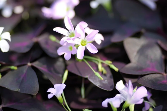 False Shamrock (Oxalis Triangularis) Ornamental Live Plant 10"-20" - Elegant Purple Three-Leaf Foliage for Indoor & Garden Decor