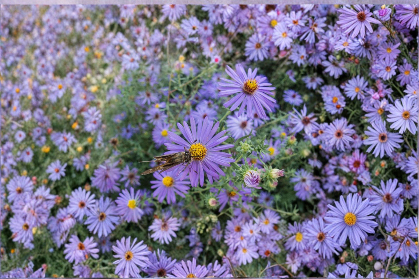 100 Aromatic Aster Seeds – Symphyotrichum oblongifolium – Native Wildflower – Fall Pollinator Plant