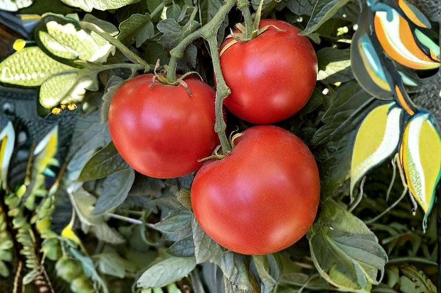 Super Sioux Tomato Seeds (100 mg) | Heirloom, Non-GMO