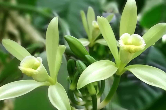 Tahitian Vanilla Orchid Plant (Vanilla tahitensis) Starter Vine - Rare Tropical Plant with Exotic Floral & Fruity Aroma