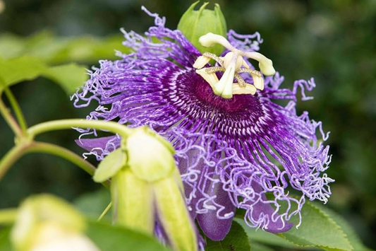Purple Passion Fruit Plant (Passiflora edulis) Live 10-12" Starter Plant - Exotic Tropical Fruit for Garden & Culinary Use