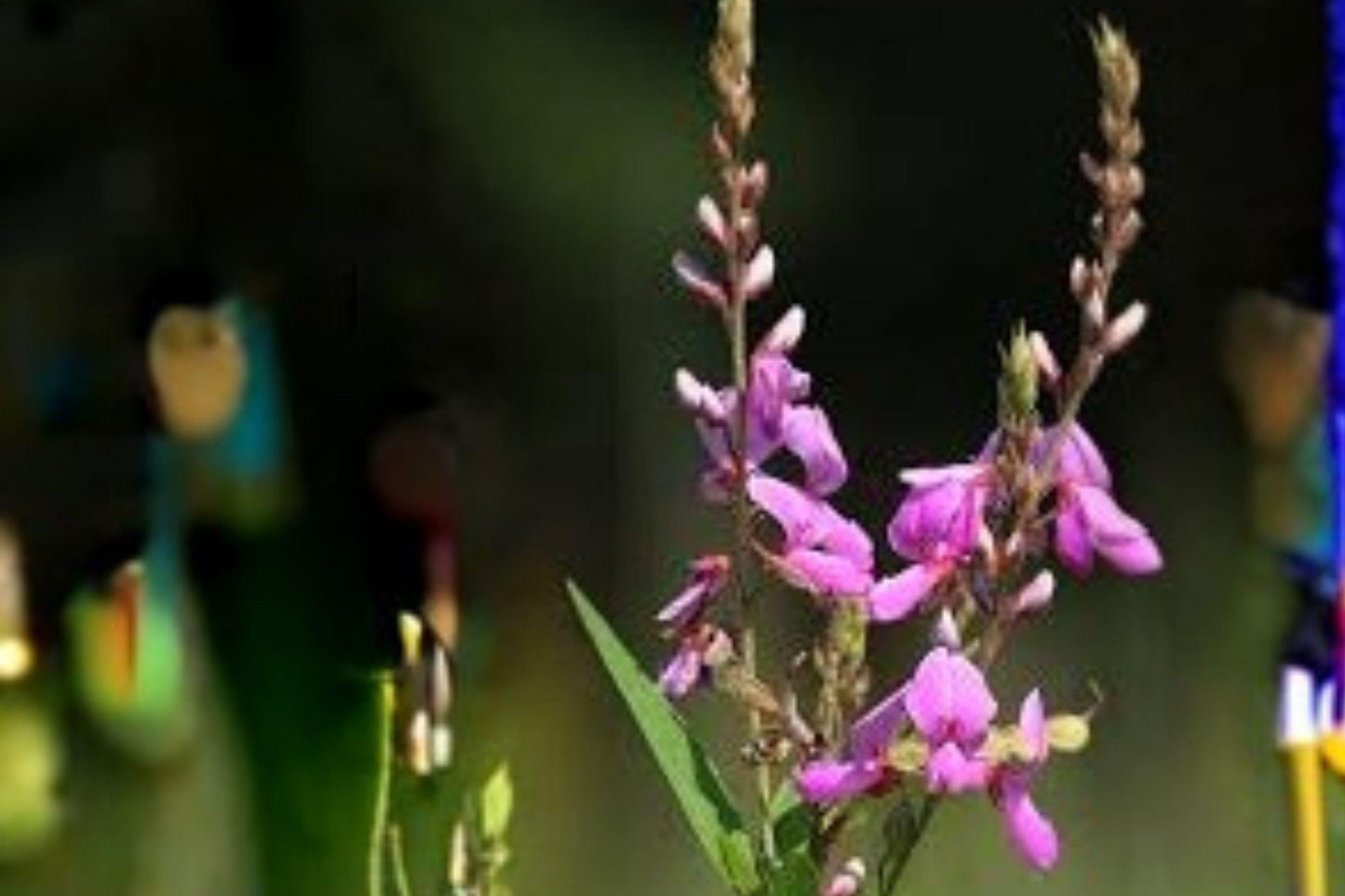 25 Showy Tick Trefoil Seeds – Desmodium canadense – Native Legume – Pollinator Plant – Purple Wildflower