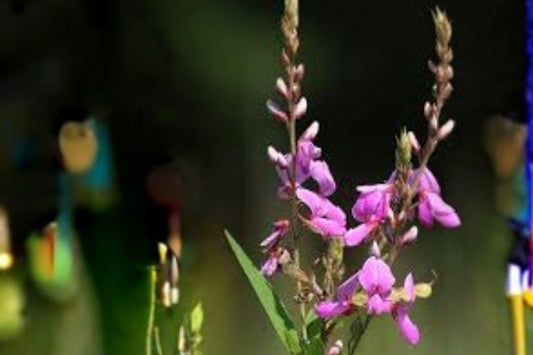 25 Showy Tick Trefoil Seeds – Desmodium canadense – Native Legume – Pollinator Plant – Purple Wildflower